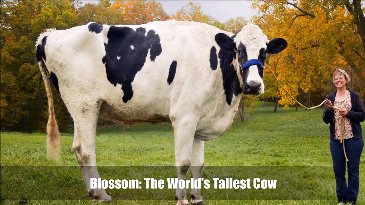 10 animaux que vous ne croiriez pas existent ! :o
