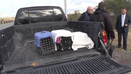 Tedavisi Tamamlanan 3 Kerkenez Doğaya Bırakıldı