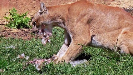 20 SHOCKING Nocturnal Predators