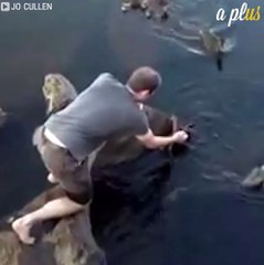 Good Samaritan Saves Baby Duckling