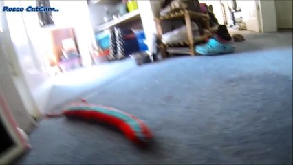 Go Pro Cat Collar Cam - What the cats really get up to when no one is home.