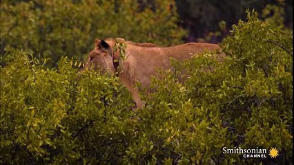 Giraffe Tries Saving her Calf From Hunting Lions