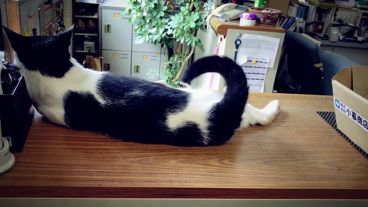 Une société japonaise dévoile son chat robot