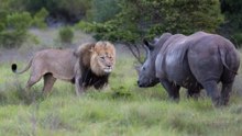 As Melhores Cenas E Batalhas De Leões Com Rinocerontes