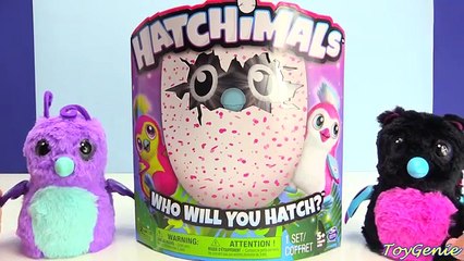 Baby Hatchimal Opening Plays At Park Sister Draggle or Penguala?