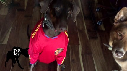 Homemade Halloween Costume for Dogs