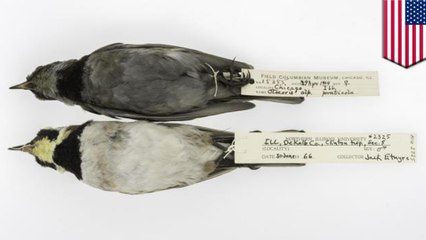 Dirty old birds help track air pollution over last 135 years