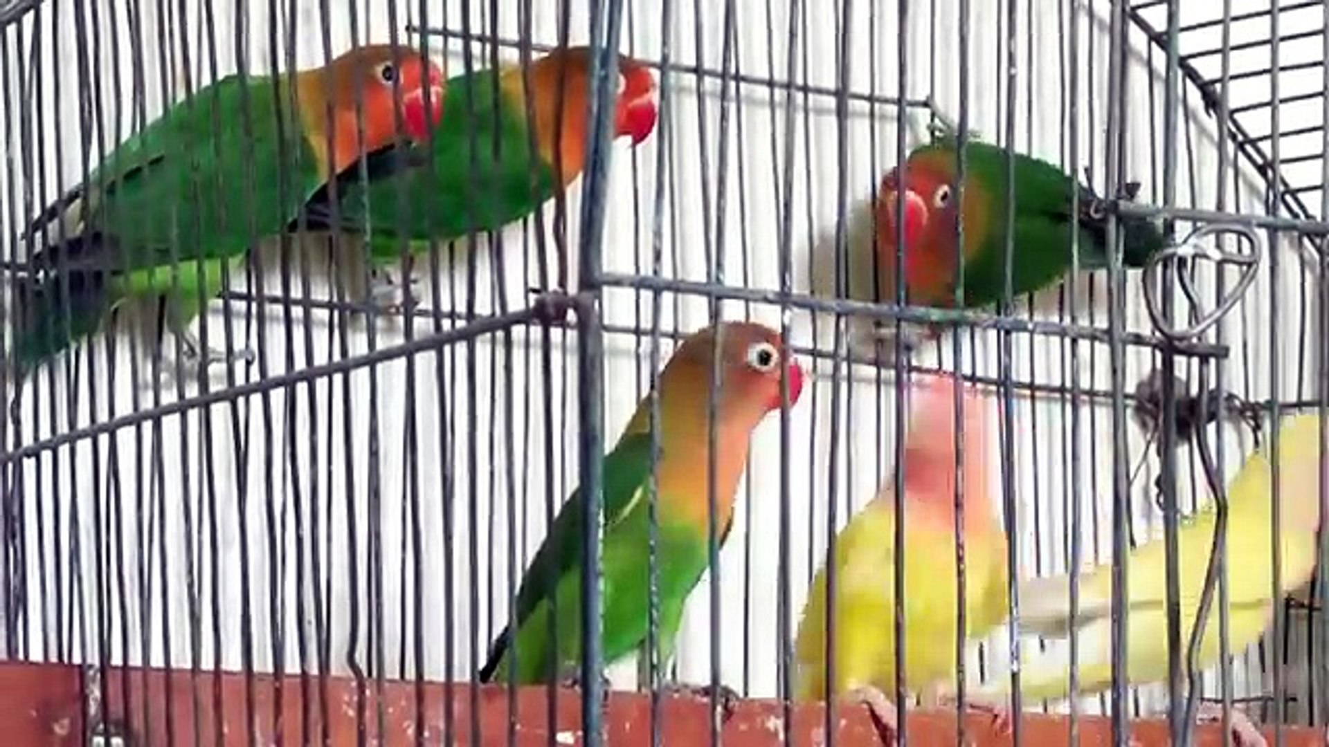 ⁣Lutino Lovebird Gender Difference between male and female 100% genuine tips in Urdu/Hindi.