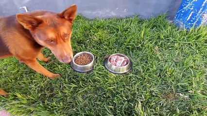 Kibbble vs Raw Beef | Australian Kelpie German Shepard Mix