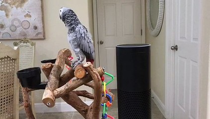Petra the African Grey Turns All Lights Off with Alexa