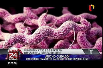EEUU: alerta por bacterias que transmiten las mascotas