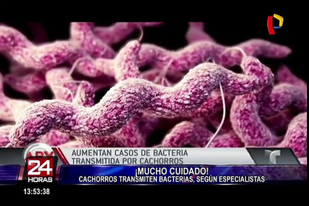 EEUU: alerta por bacterias que transmiten las mascotas