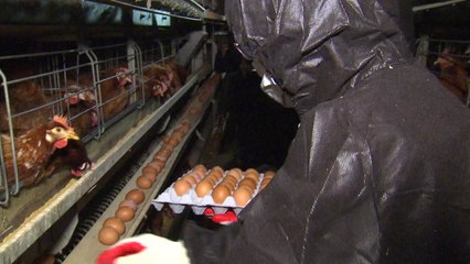 "미리 알았던 친환경 농장 살충제 달걀...예견된 파동" / YTN