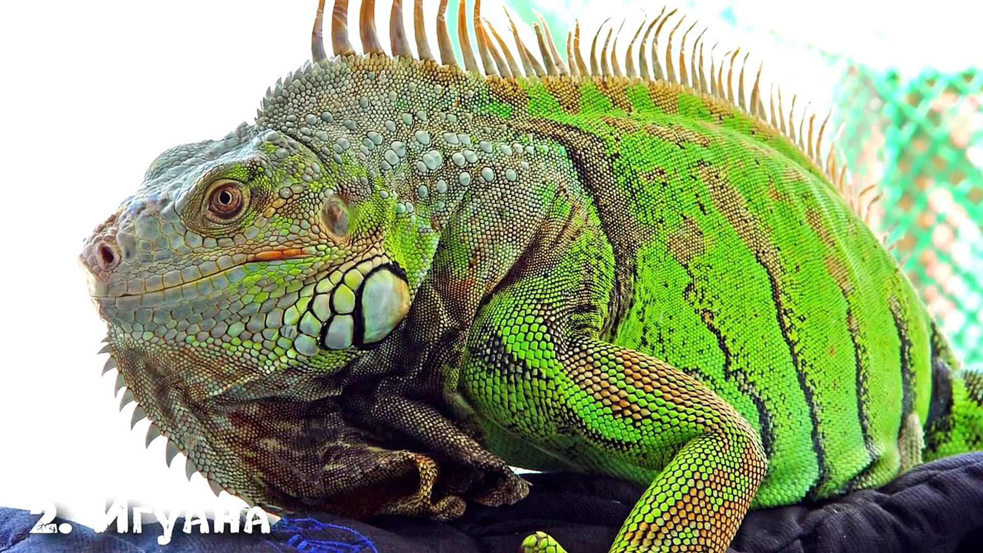 САМЫЕ ЭКЗОТИЧЕСКИЕ ДОМАШНИЕ ЖИВОТНЫЕ / ТОП 10