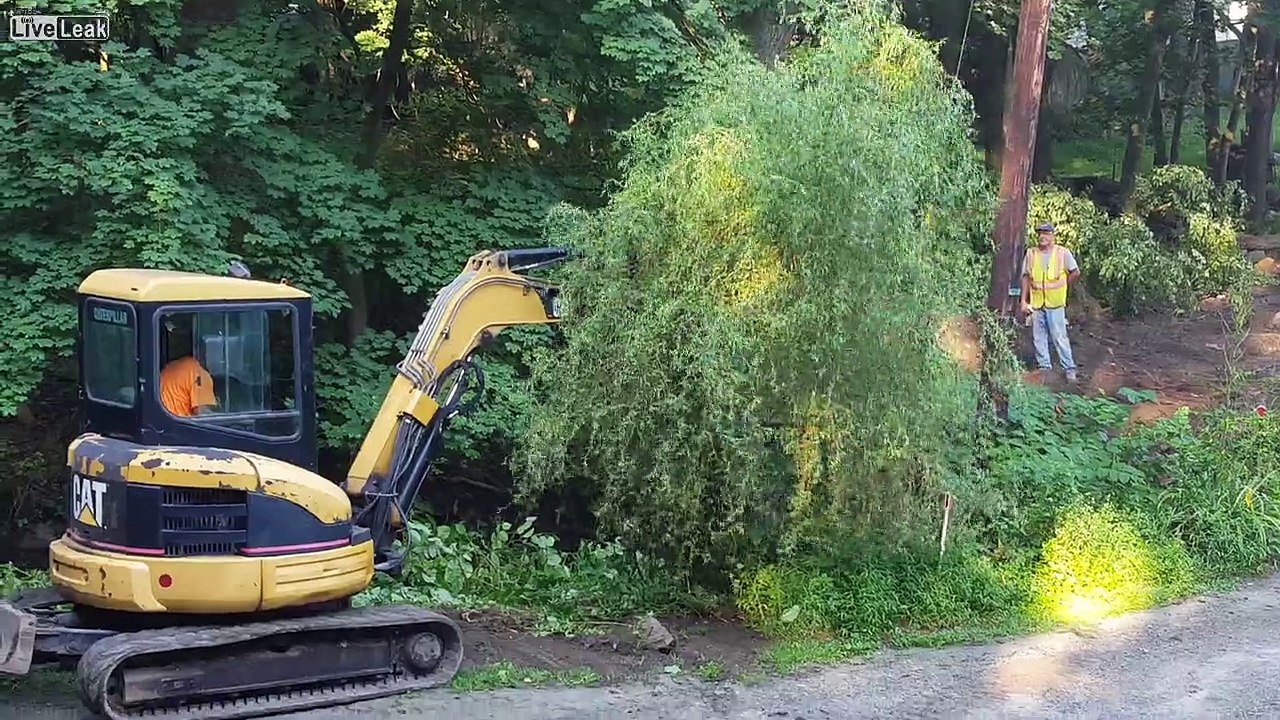 the death of my willow tree.... Dailymotion Video