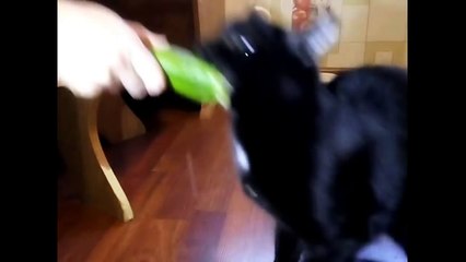Cat Eating a Cucumber and Snarls.
