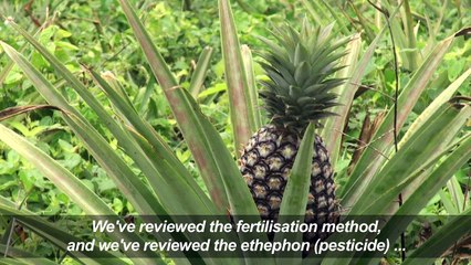 Beauty is skin deep for Benin's pineapples