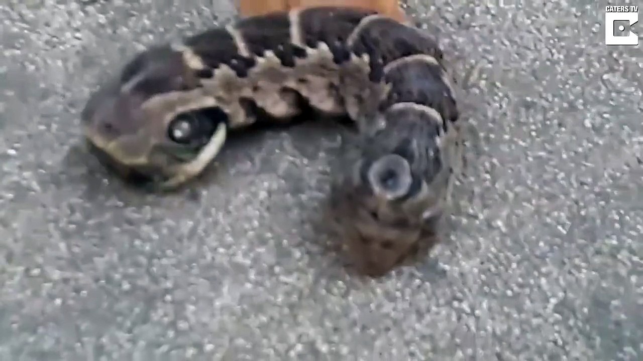 Un animal vraiment bizarre... Chenille? Serpent?