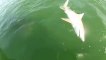 Un mérou géant avale un requin de 4m et n'en fait qu'une bouchée.