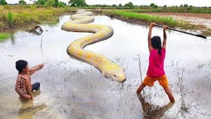 Are You Scared? Little Kids See Big Water Snake While Going Fishing (Part 2)