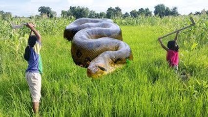 What Would You Do? Two Sisters See Big Snake in Corn Farm While Piling Soil
