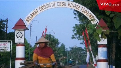 Jaga Ekosistem, Desa Ini Gunakan Burung Hantu Basmi Hama