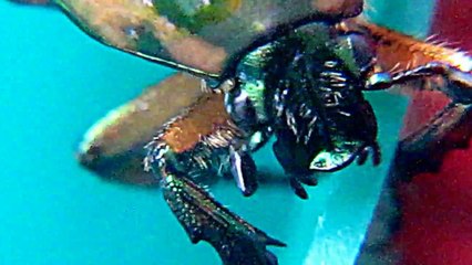 Largest Beetle of America -SO REAL-It looks Fake