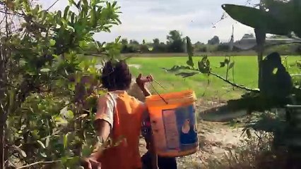 Wow! Amazing Children Fishing - How To Catch Fish By Hand In Cambodia - Catch A Lot Of Fish