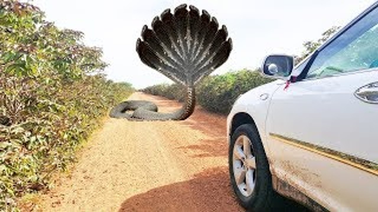 Terrifying!!! Brave Little Sister and Brother Catch Big Snake on The Road While Driving Ca