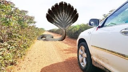 Terrifying!!! Brave Little Sister and Brother Catch Big Snake on The Road While Driving Ca