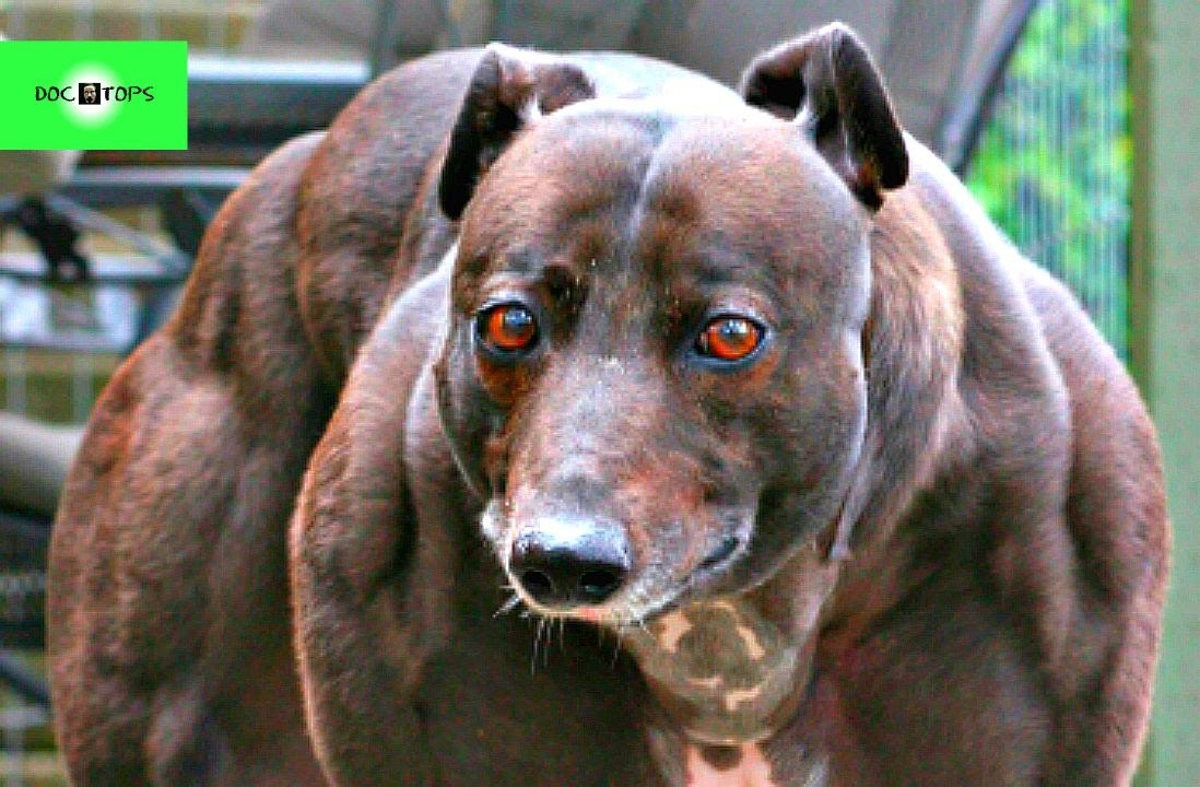 Top 10 Mascotas Más Increíbles Y Extrañas Del Mundo