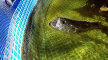 FEEDING LIZARDS TO HUGE BASS ALIVE!