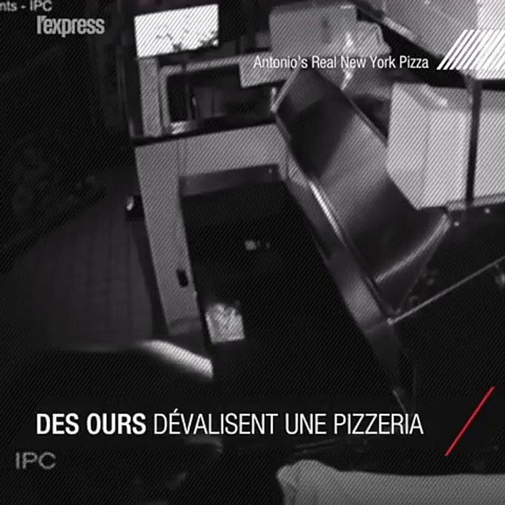 [Insolite] Trois ours dévalisent une pizzeria dans le Colorado