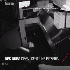 [Insolite] Trois ours dévalisent une pizzeria dans le Colorado