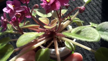 Снова вредители? Зимний уход , что зацветает и что я узнала:)