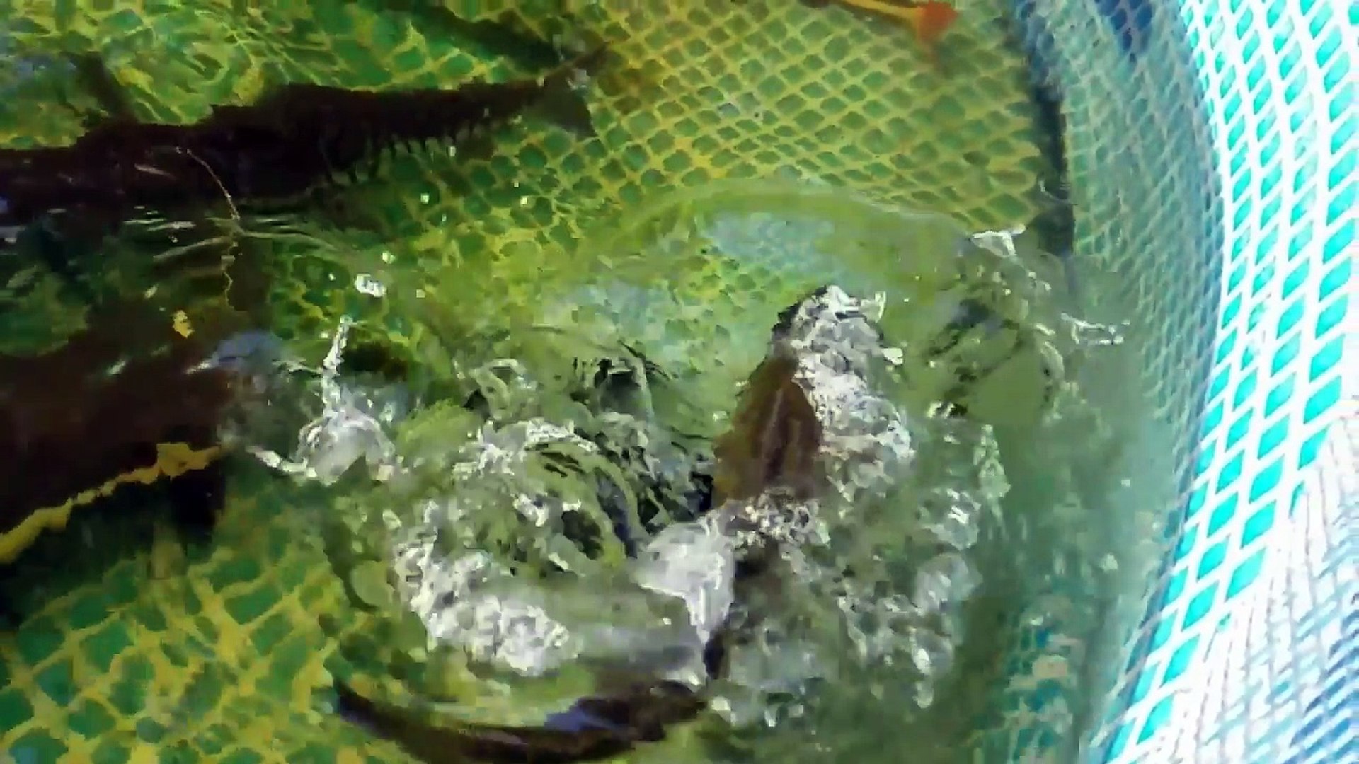 SHARK IN THE POND! makes International NEWS!