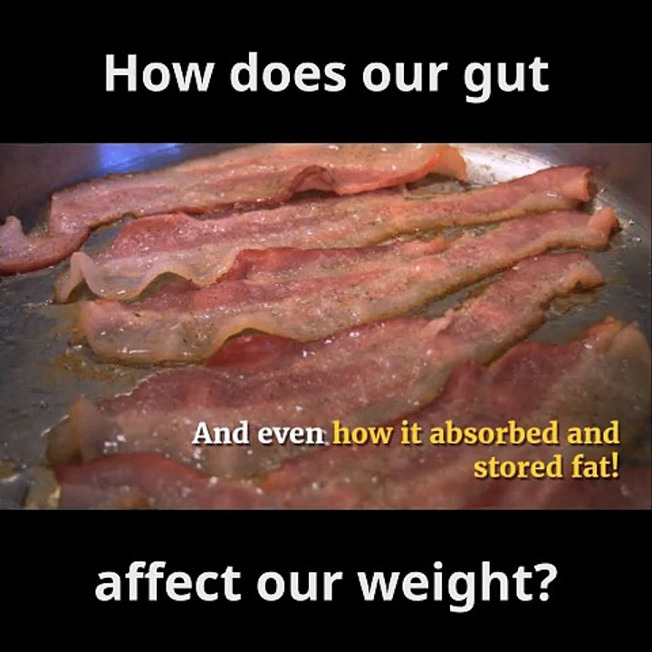 How does your gut affect our weight?