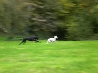 Dalmatien et Dogue Allemand