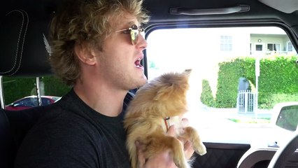 KONG MEETS EVAN'S PUPPY FOR THE FIRST TIME!