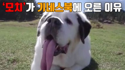 [자막뉴스] 세계에서 가장 긴 혀 가진 개 '모치' / YTN