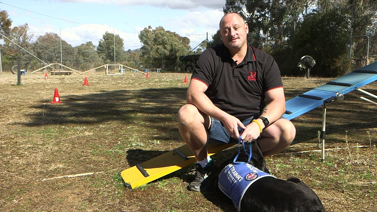 Hunde als Helfer gegen Kriegstrauma
