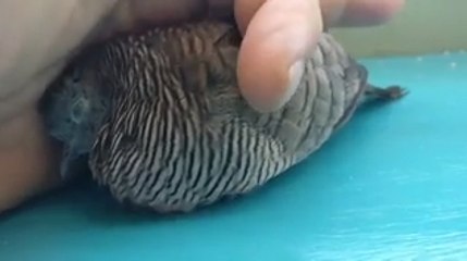 Dove Is Just Happy To Eat Snacks And Cuddle With Its Human