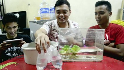 How to Breed Betta Fighting Fish - Effective Breeding Technique and Grooming (English Sub)