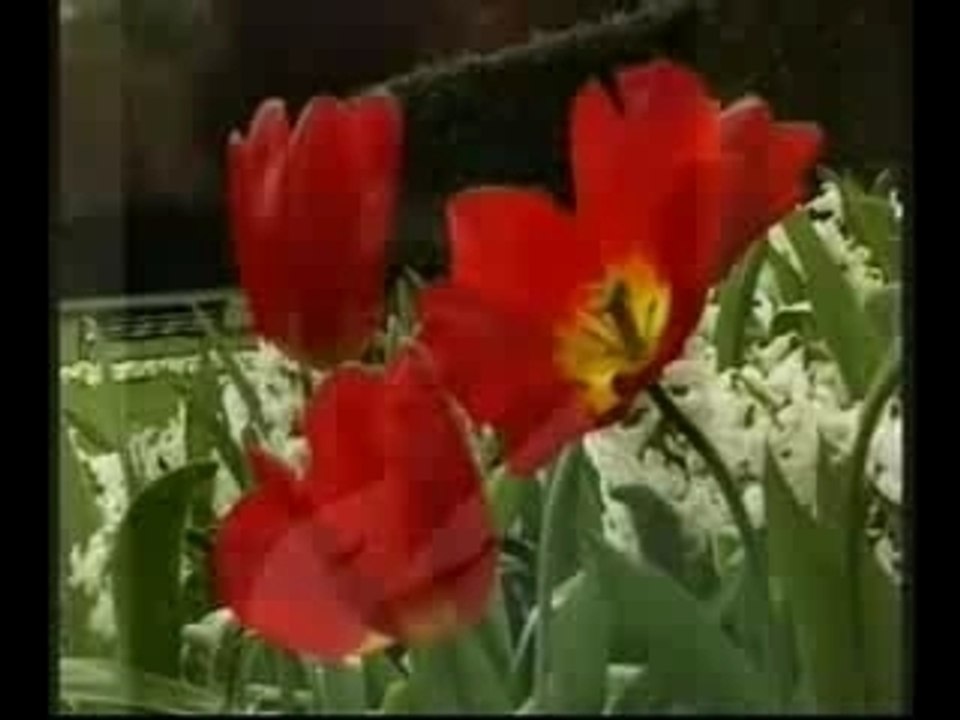 Tamil Eelam tamil eelam