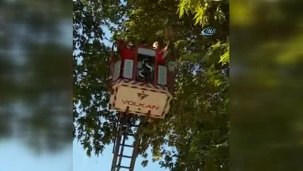 Ağaçta Asılı Kalan Güvercini İtfaiye Kurtardı