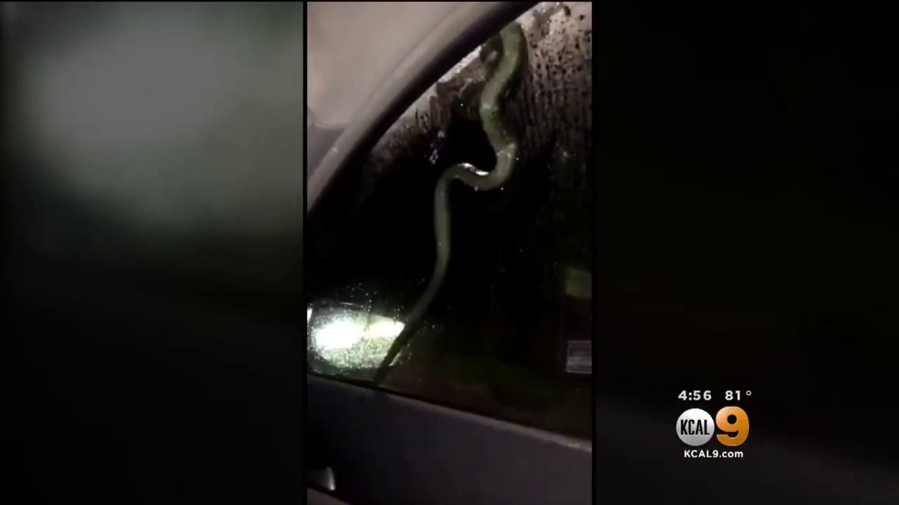 Ce serpent rentre dans une voiture par la vitre de la porte arrière !!