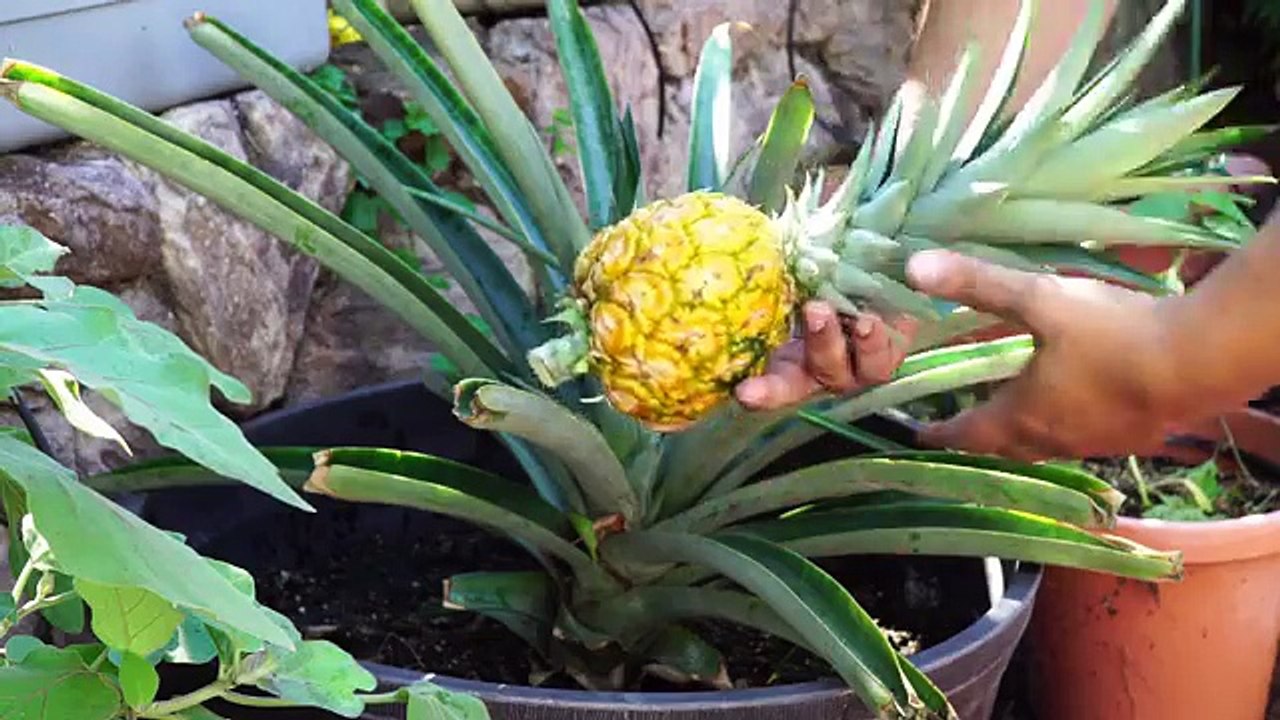 The Joy Of Growing Pineapples - How To Grow Pineapple Plants In Containers