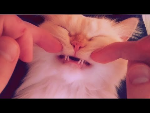 Super Relaxed Himalayan Kitten Gets Fur Massage