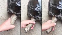 Caresser la tête d'une tortue