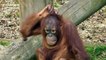 Orangutan youngster twirls her hair to copy carer
